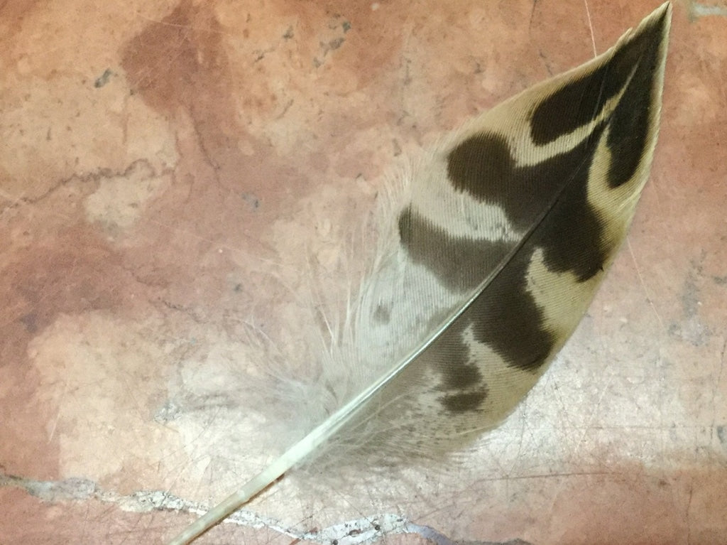 Mallard Feather Naturals